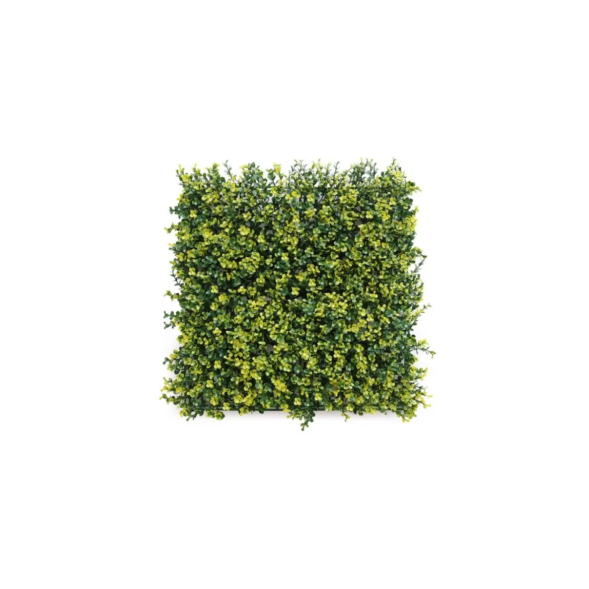 Siepe finta da Parete 50x50 Bosso decorazione